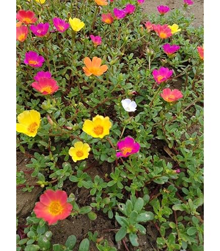 Amazon | 八重咲き ポーチュラカ 可愛いピンク 2株 | 花